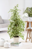 Ficus benjamina Twilight ® Ficus benjamina Twilight ®