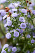 Aster Astée® Baby Blue Aster Astée® Baby Blue