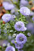 Aster Astée® Baby Blue Aster Astée® Baby Blue