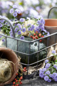 Aster Astée® Baby Blue Aster Astée® Baby Blue