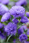 Aster Astée® Dark Milka Aster Astée® Dark Milka