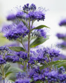 Caryopteris x clandonensis Grand Bleu ® Caryopteris x clandonensis Grand Bleu ®