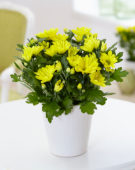 Chrysanthemum yellow
