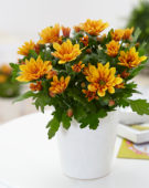 Chrysanthemum orange