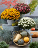 Chrysanthemum De Niro@ White, Chrysanthemum Pacino® Orange, Chrysanthemum Stallone® Pink
