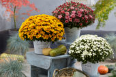 Chrysanthemum De Niro@ White, Chrysanthemum Pacino® Orange, Chrysanthemum Stallone® Pink
