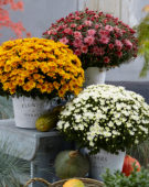 Chrysanthemum De Niro@ White, Chrysanthemum Pacino® Orange, Chrysanthemum Stallone® Pink
