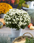 Chrysanthemum De Niro@ White