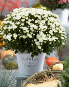 Chrysanthemum De Niro@ White