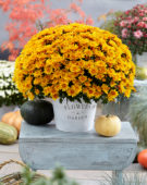Chrysanthemum Pacino® Orange