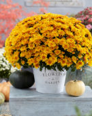 Chrysanthemum Pacino® Orange