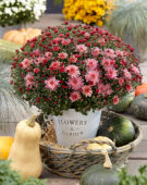 Chrysanthemum Stallone® Pink