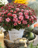Chrysanthemum Stallone® Pink