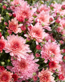 Chrysanthemum Stallone® Pink