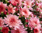 Chrysanthemum Stallone® Pink