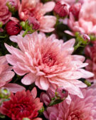 Chrysanthemum Stallone® Pink