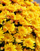 Chrysanthemum Pacino® Orange