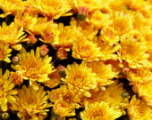 Chrysanthemum Pacino® Orange