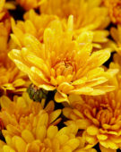 Chrysanthemum Pacino® Orange