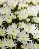 Chrysanthemum De Niro@ White