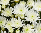 Chrysanthemum De Niro@ White