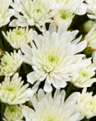 Chrysanthemum De Niro@ White