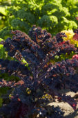 Brassica oleracea, boerenkool