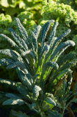 Brassica oleracea var. palmifolia