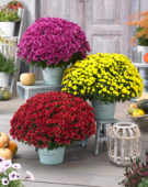 Chrysanthemum Blanchett® Orange, Chrysanthemum Blanchett® Yellow, Chrysanthemum Blanchett® Pink