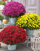 Chrysanthemum Blanchett® Orange, Chrysanthemum Blanchett® Yellow, Chrysanthemum Blanchett® Pink