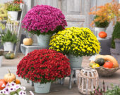 Chrysanthemum Blanchett® Orange, Chrysanthemum Blanchett® Yellow, Chrysanthemum Blanchett® Pink