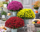 Chrysanthemum Blanchett® Orange, Chrysanthemum Blanchett® Yellow, Chrysanthemum Blanchett® Pink