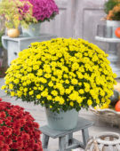 Chrysanthemum Blanchett® Yellow