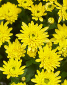 Chrysanthemum Blanchett® Yellow