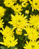 Chrysanthemum Blanchett® Yellow