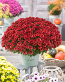 Chrysanthemum Blanchett® Orange
