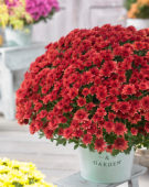 Chrysanthemum Blanchett® Orange
