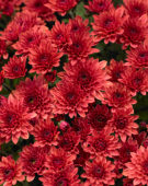 Chrysanthemum Blanchett® Orange