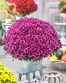 Chrysanthemum Blanchett® Pink