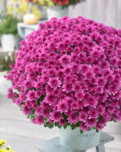 Chrysanthemum Blanchett® Pink