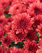 Chrysanthemum Blanchett® Orange