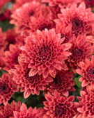 Chrysanthemum Blanchett® Orange