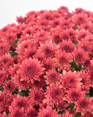 Chrysanthemum Blanchett® Orange