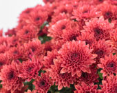 Chrysanthemum Blanchett® Orange