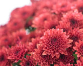 Chrysanthemum Blanchett® Orange