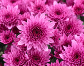 Chrysanthemum Blanchett® Pink