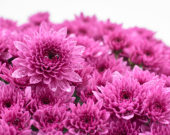 Chrysanthemum Blanchett® Pink