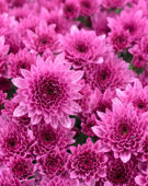Chrysanthemum Blanchett® Pink