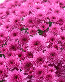 Chrysanthemum Blanchett® Pink