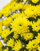Chrysanthemum Blanchett® Yellow
